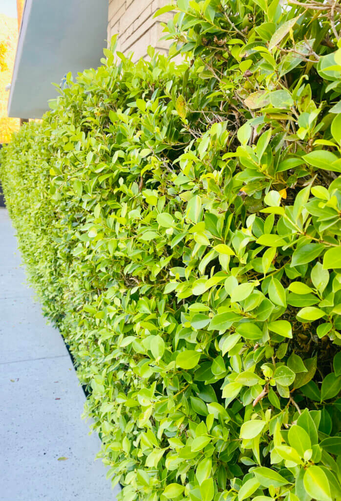 green plant along side of house